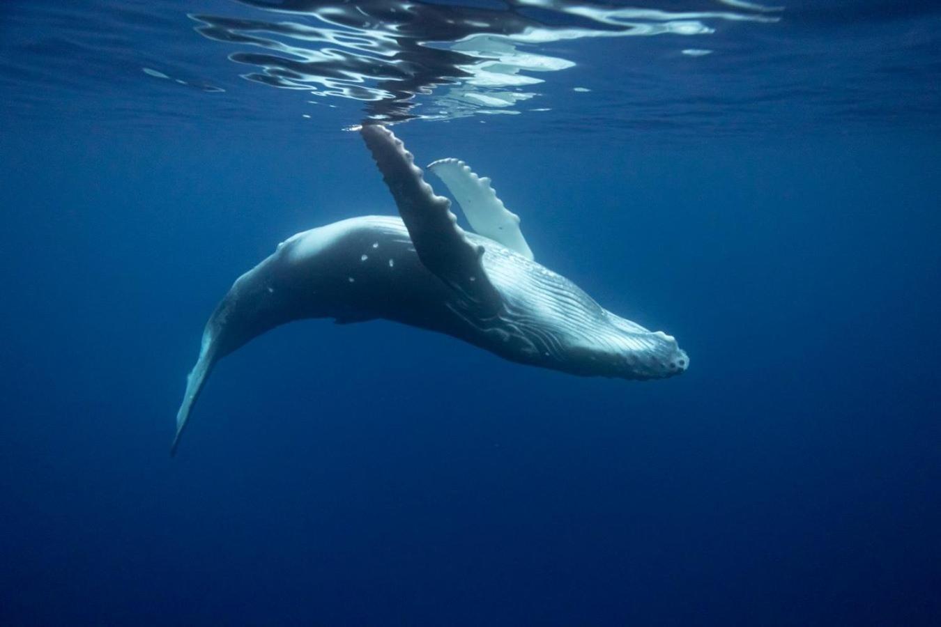 Maui Homestay Vue Ocean Exceptionnelle & Baleines En Saison Tohautu 外观 照片