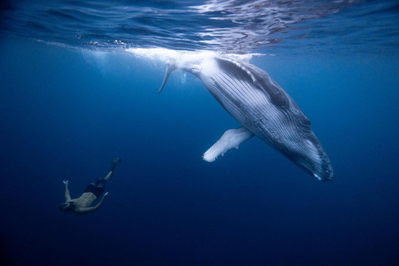 Maui Homestay Vue Ocean Exceptionnelle & Baleines En Saison Tohautu 外观 照片
